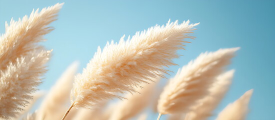 A stretch of pampas grass sways gently in the breeze