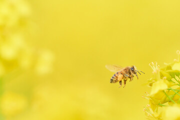 ホバリングして菜の花の花粉を集めに来たミツバチ