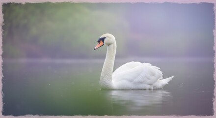 Fototapeta premium Swan on Misty Water