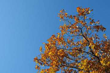 Obraz premium 黄葉と青空