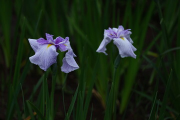 凛として優雅に咲く