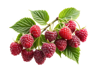 Fresh and Ripe Raspberries on a Branch with Green Leaves, Isolated