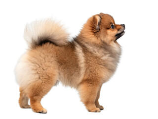 A small pomeranian puppy stands alert, isolated on transparent background