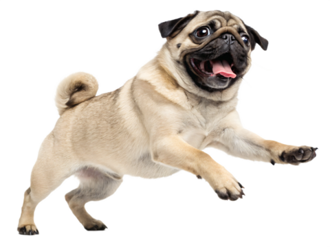 A playful pug dog joyfully leaps, isolated on transparent background