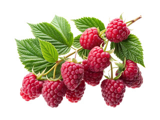 Fresh and vibrant raspberries on the vine with lush green leaves