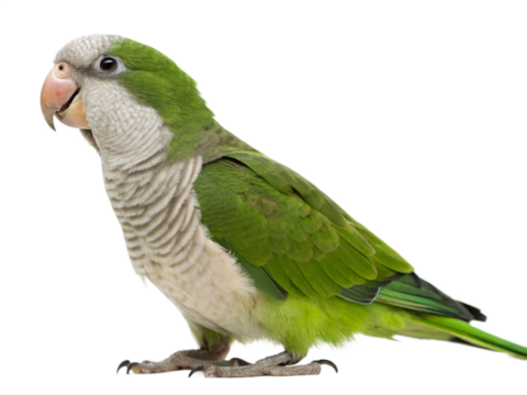 Green parrot isolated on transparent background