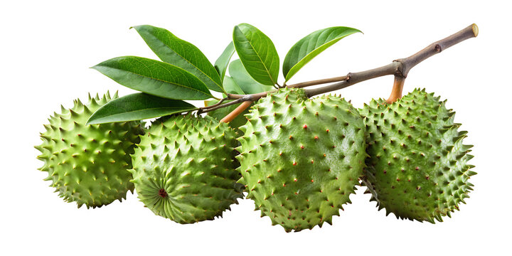 Fresh Soursop fruit hanging from branch with leaves on white background