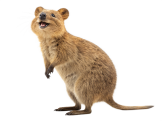 A happy quokka stands on its hind legs isolated on transparent background
