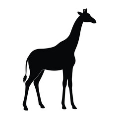 giraffe isolated on white