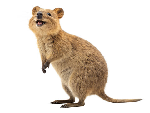 A happy quokka stands on its hind legs isolated on transparent background - Powered by Adobe