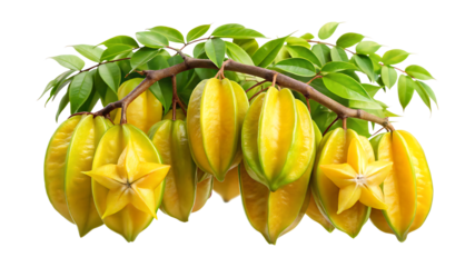 Star fruit or carambola hanging on a tree branch with green leaves