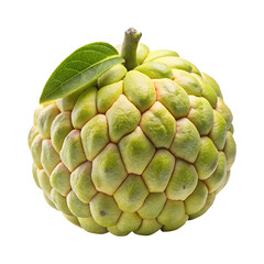 Close up studio shot of a ripe sugar apple with its leaf