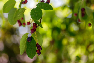Amelanchier Berries and Leaves on Branch