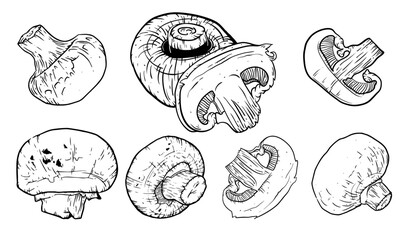 Mushrooms hand drawn set. Champignon Botanical Food ink Drawing illustration collection.  © ermine