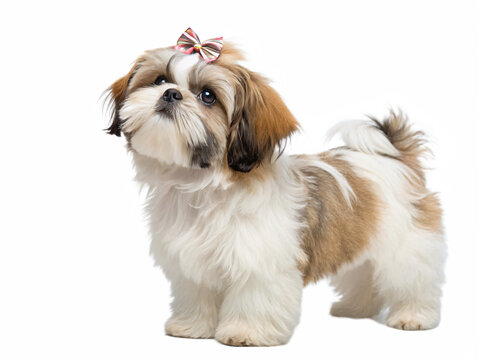 Cute fluffy shih tzu puppy with a bow isolated on transparent background