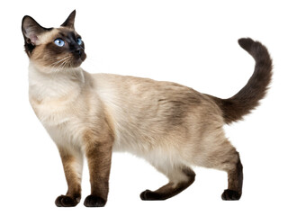 A siamese cat standing isolated on transparent background
