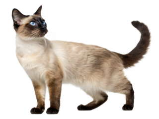 A siamese cat standing isolated on transparent background