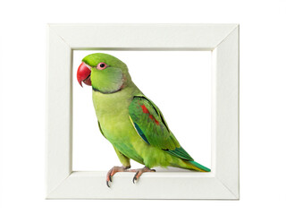 A green parrot sits inside a white square frame isolated on transparent background