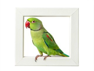 A green parrot sits inside a white square frame isolated on transparent background