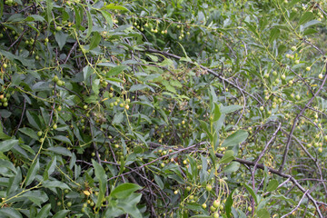 Green berries cherries, not ripe, unnecessary thickets of cherries in the country A vibrant display of greenery, showcasing lush leaves and branches in springtime. garden garden, organic berries