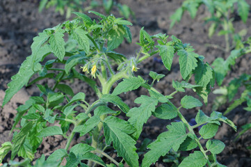 Tomato plant growing in the garden. Young tomato plants in the garden.