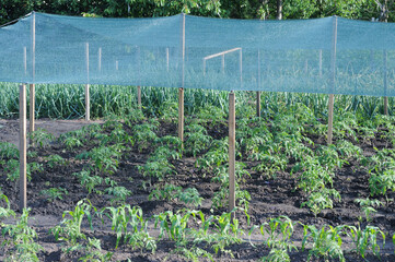 Growing tomatoes in a garden with shading nets from the sun.