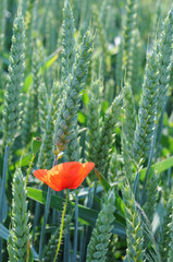 poppies in the wheat field, close-up of photo