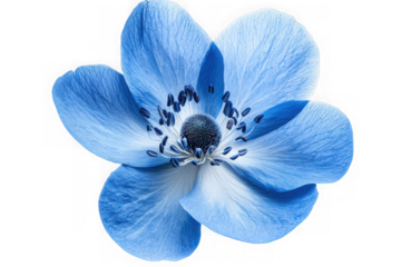Beautiful blue anemone flower photography, floral design element, botanical illustration, spring blossom, isolated on transparent background