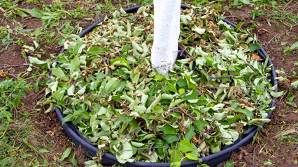 Mulch from the vet and the apple tree, under the trunk circle of the tree. Natural compost, organic...
