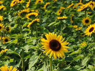 A bloom sunflower field, close up.