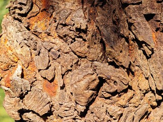 Tree bark in macro shot.