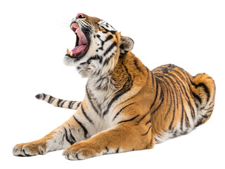 Fototapeta premium A large tiger lies down, roaring with its mouth wide open, isolated on transparent background