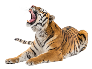 A large tiger lies down, roaring with its mouth wide open, isolated on transparent background