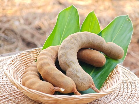 Pile of ripe tamarind fruits with green leaves.