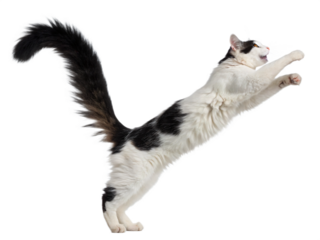 A playful black and white cat with a long tail jumps high, isolated on transparent background