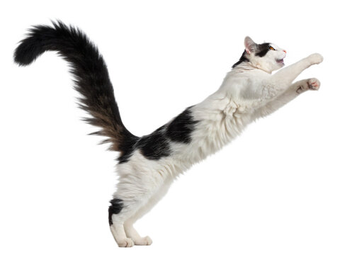 A playful black and white cat with a long tail jumps high, isolated on transparent background