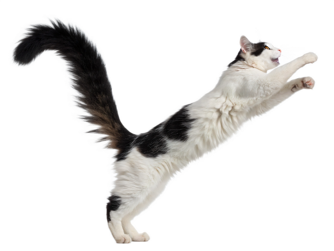 A playful black and white cat with a long tail jumps high, isolated on transparent background