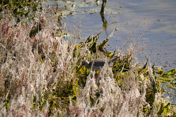 Common Redshank Camouflaged in Wetland Vegetation