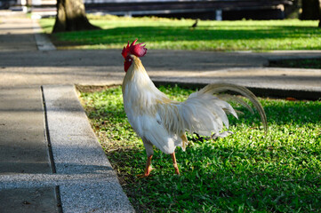 Beautiful White Color Fighting Cock in a Garden.