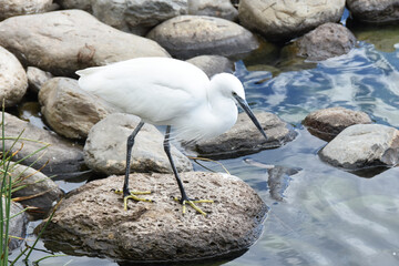 The little egret Egretta garzetta white heron aquatic bird in natural environment