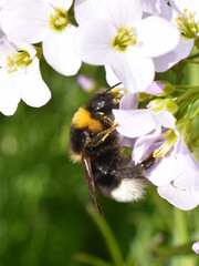 Black white and yellow bumblebee collecting nectar in a cuckoo flower