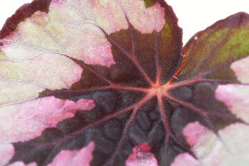 Leaf from Begonia rex painted-leaf begonia plant isolated on white background