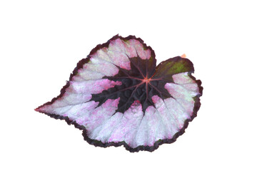 Leaf from Begonia rex painted-leaf begonia plant isolated on white background