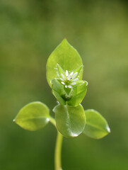Common chickweed Stellaria media white flower and leaves 