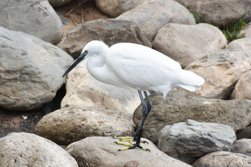 The little egret Egretta garzetta white heron aquatic bird in natural environment