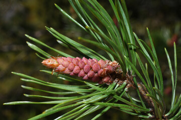 Closeup on pine Pinus sylvestris branch with young cone