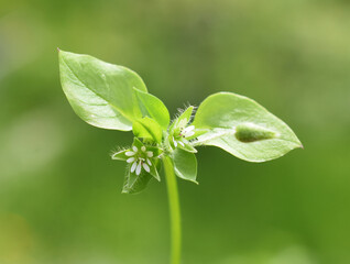Common chickweed Stellaria media white flower and leaves 