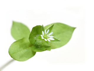 Common chickweed Stellaria media white flower and leaves isolated on white background
