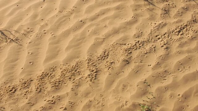 Animal Tracks on Yellow Sand Dune in Desert
