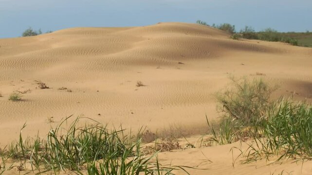 Desert Dune Under Blue Sky with Sparse Vegetation